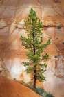 Ponderosa pine and hoodoos Bryce Canyon National Park, Utah. Art Print